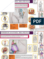 Dossier de Anatomia - Area Pelvica