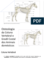 Osteologia Da Coluna Vertebral e Gradil Costal Dos Animais Domésticos