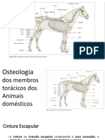 Osteologia Dos Membros Torácicos Dos Animais Domésticos
