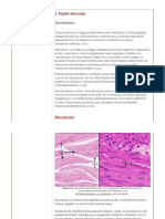 Tejido Muscular - Atlas Digital