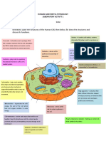 The Human Cell