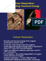 Cellular Respiration: Harvesting Chemical Energy