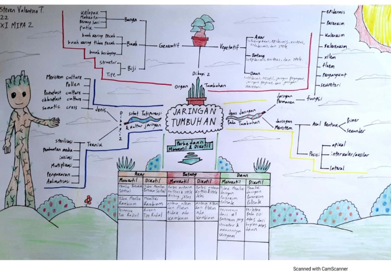 Tugas Mind Map Jaringan Tumbuhan | PDF