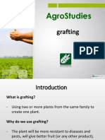 Agrostudies: Grafting