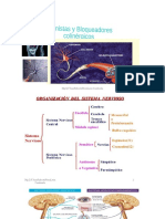 Metabolismo y receptores de la acetilcolina