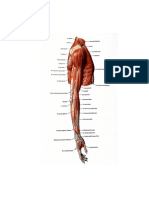 Anatomi Musculus