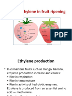 Role of ethylene in triggering fruit ripening
