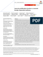 The FGF2-Induced Tanycyte Proliferation Involves