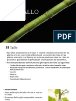 Organografia Vegetal (Tallo y Hoja)