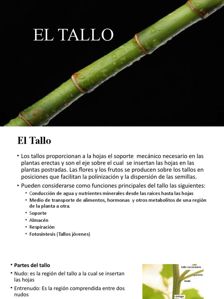 Funciones y Clasificación del Tallo | PDF | Tallo de la planta | Hoja