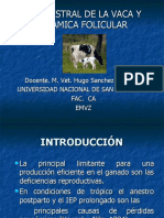 Estro de La Vaca