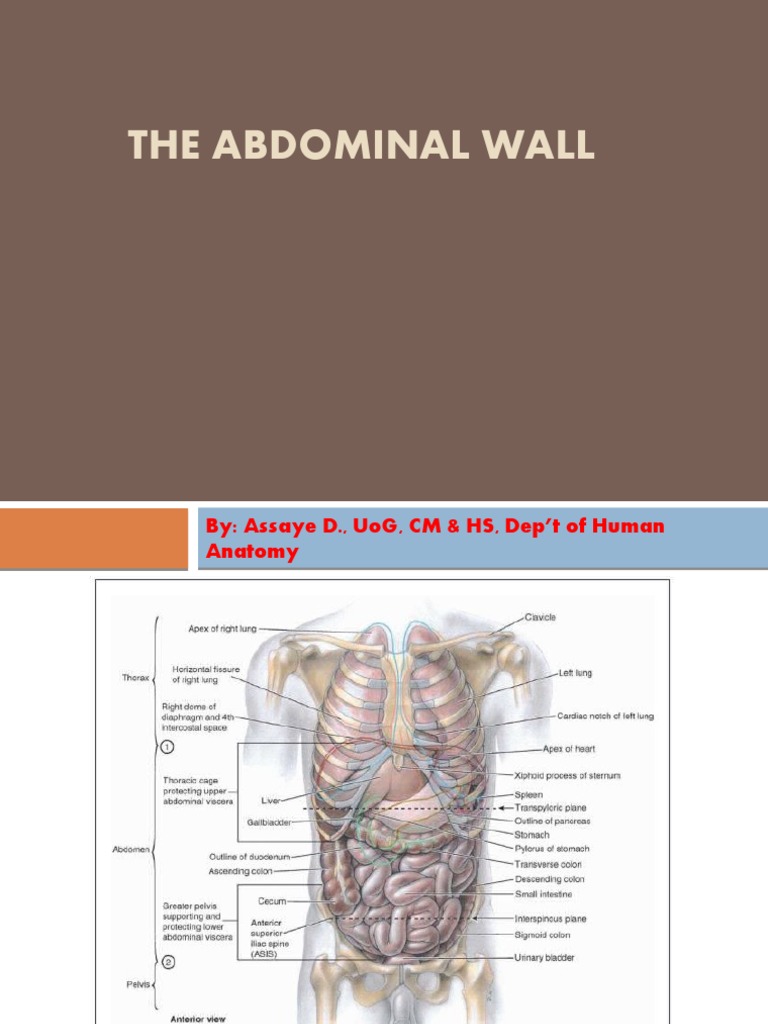 Abdominal Wall - Ho | PDF | Abdomen | Anatomy