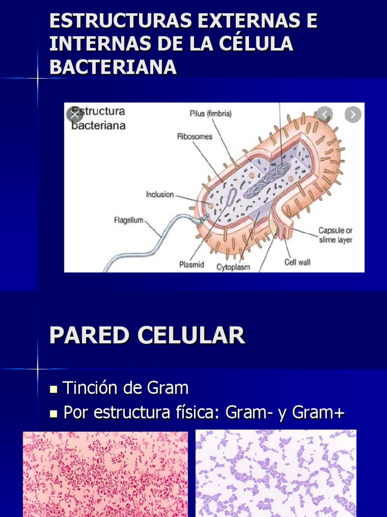 Estructura y función de la pared celular bacteriana | PDF ...