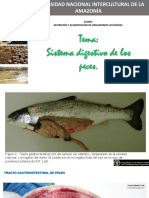 Clase1 - Sistema Digestivo de Los Peces