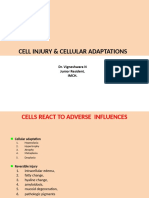 Cell Injury & Cellular Adaptations: Dr. Vigneshwara N Junior Resident, Imch
