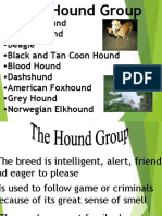 Afghan Hound - Basset Hound - Beagle - Black and Tan Coon Hound - Blood Hound - Dashshund - American Foxhound - Grey Hound - Norwegian Elkhound