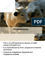 Anaplasmosis