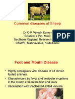 Common Diseases of Sheep