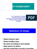 Sheep Husbandry