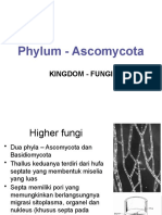 Phylum Ascomycota