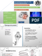 Ciclo Biologico de La Neurocisticercosis