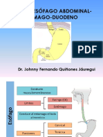 TEORÍA 26 ANATOMÍA HUMANA, ESÓFAGO ABDOMINAL - ESTÓMAGO - DUODENO - UPSJB - Dr. Johnny Fernando Quiñones Jáuregui