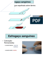 Identificando células sanguíneas em esfregaço