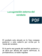 Configuración Externa Del Cerebelo