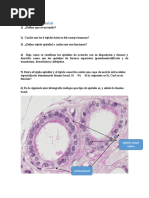 Clase 1 - Taller Tejido Epitelial
