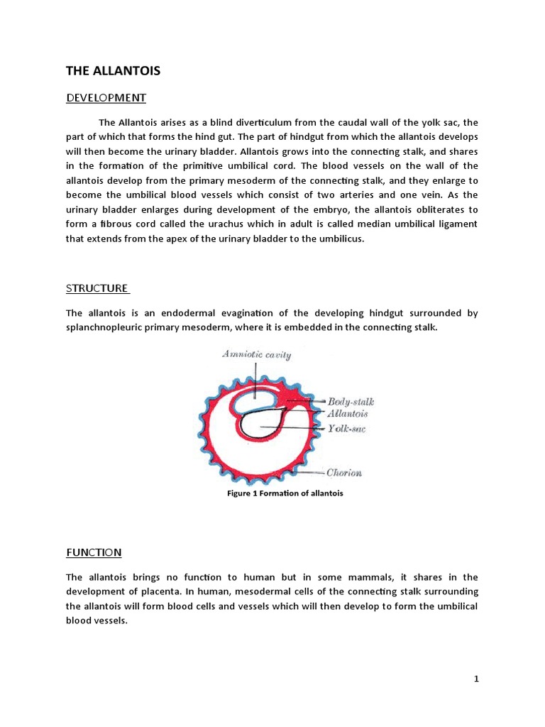 Allantois Development and Function | PDF | Urinary Bladder | Anatomy