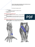 Muschii Care Intervin in Miscarile de Pronatie Si Supinatie Ale Articulatiei Radiocubitale