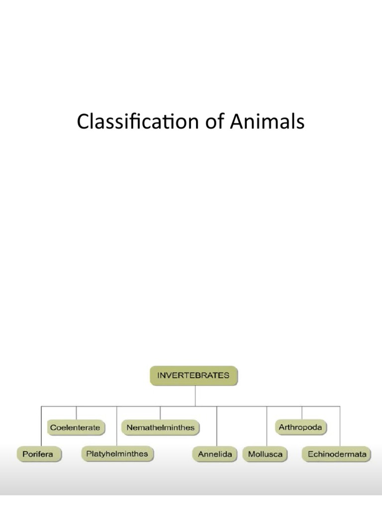 Classification of Animals Class 7 | PDF