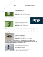 Common names and scientific classifications of insects