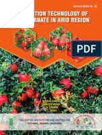 Pomegranate Production Guide for Arid Regions