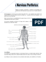 Sistema Nervioso Periférico