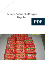 Rare Picture of 20 Tigers Together