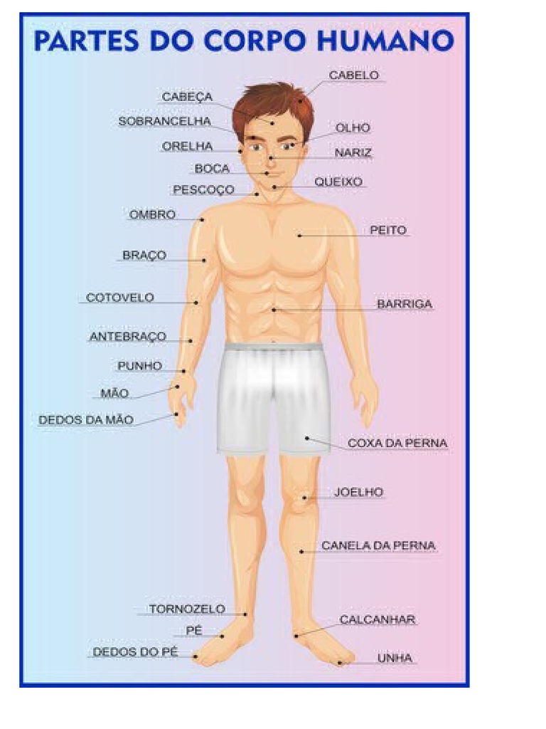 Comparação entre os nomes dos principais órgãos e membros do corpo ...