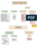Esquemas (Micronutrientes y Lípidos)