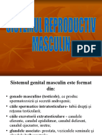 Sistem Masculin 2021-38244