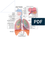 sistema respiratorio