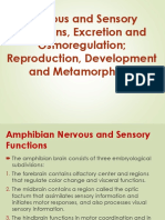 Amphibian Nervous, Sensory and Excretory Functions