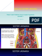 Urinaria Sistem