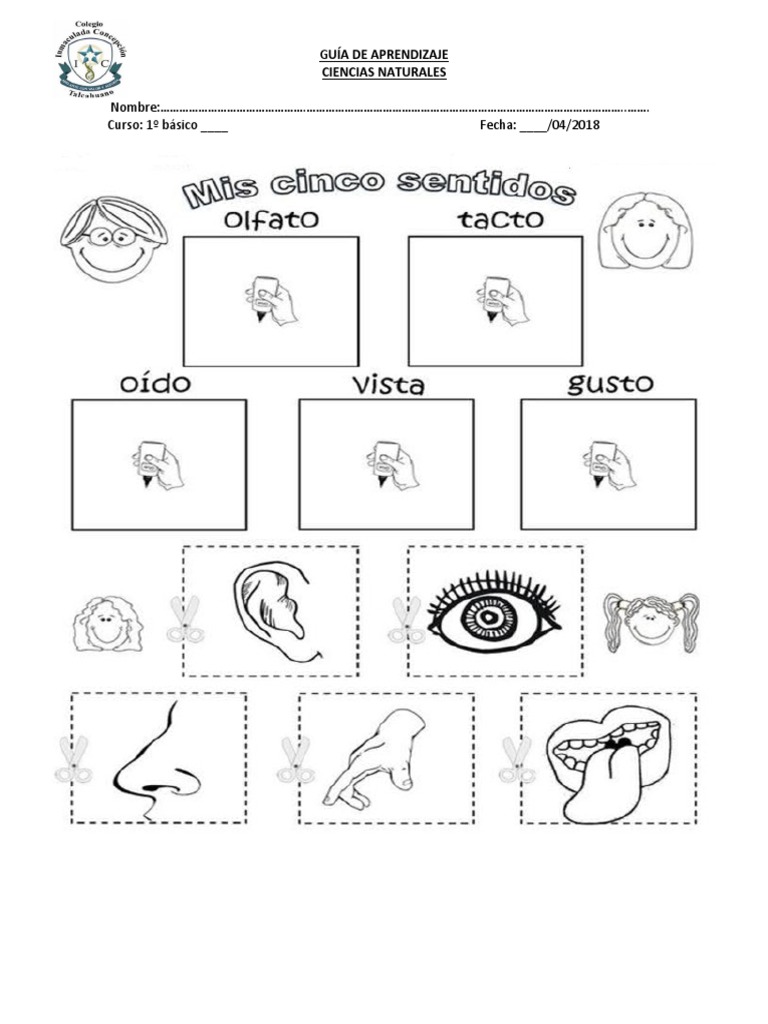 Guía de los Sentidos para 1º Básico | PDF
