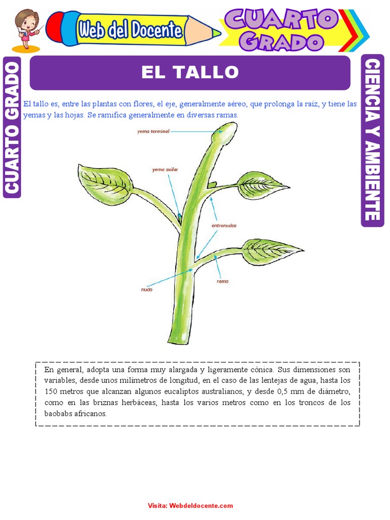 Partes y funciones del tallo en plantas | PDF | Tallo de la planta ...