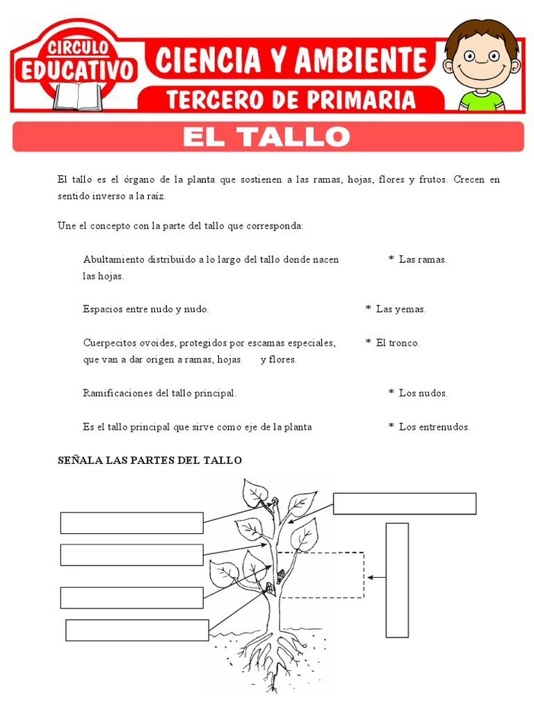 Partes y funciones del tallo para niños | PDF | Tallo de la planta ...