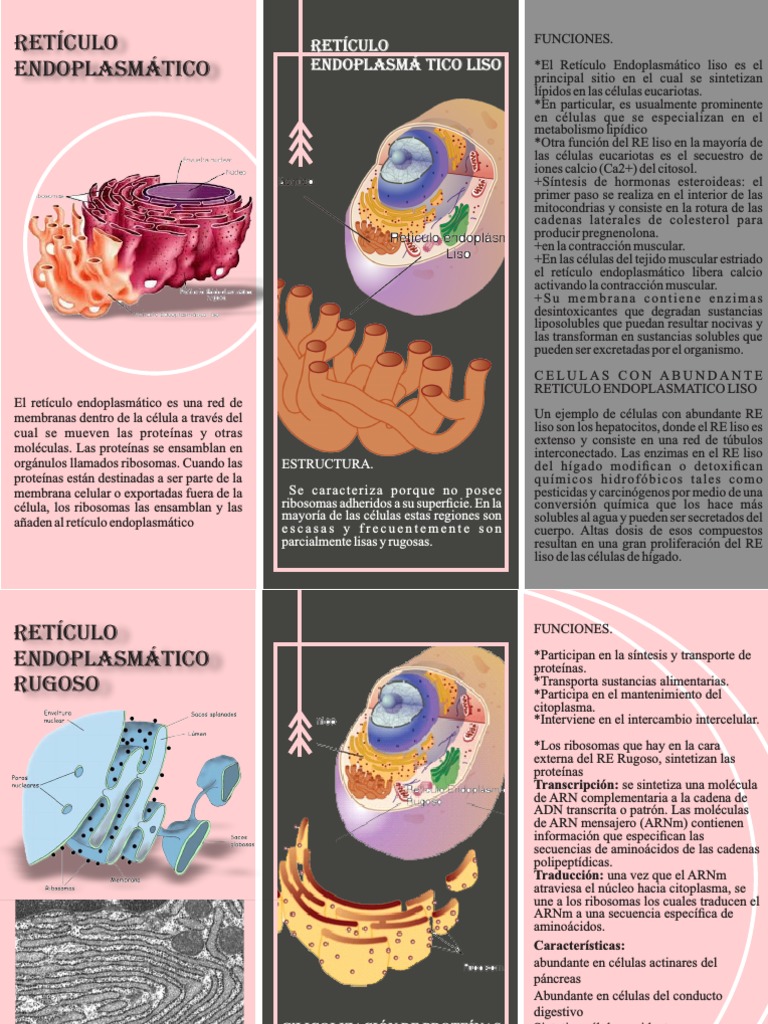 Funciones del Retículo Endoplasmático | PDF | Retículo endoplásmico ...