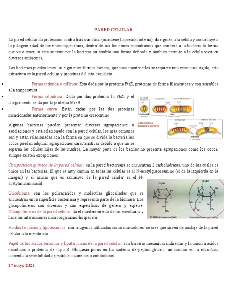 Estructura y Función de la Pared Celular Bacteriana | PDF | Pared ...