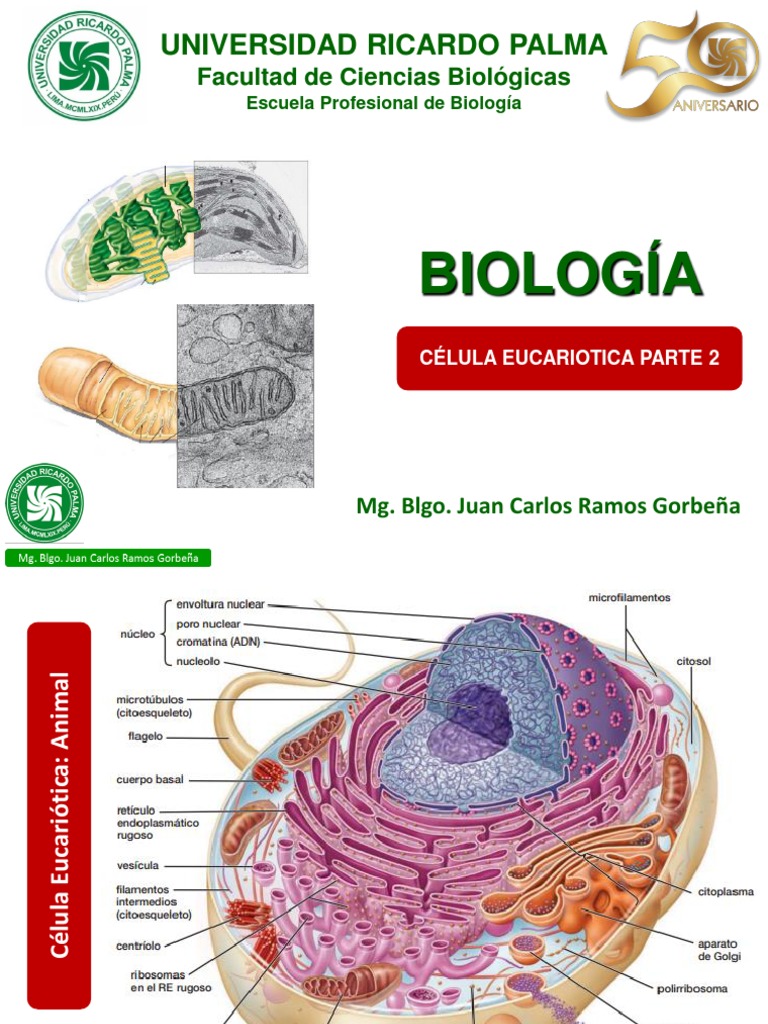 Estructura y Función de la Célula Eucariota | PDF | Ribosoma | Retículo ...