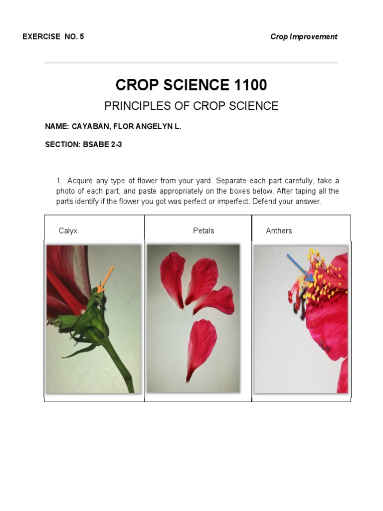 Crsci 1100 Exercise No.5 | PDF | Flowers | Reproduction