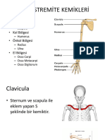 Hemşirelik Kemikler Anatomisi